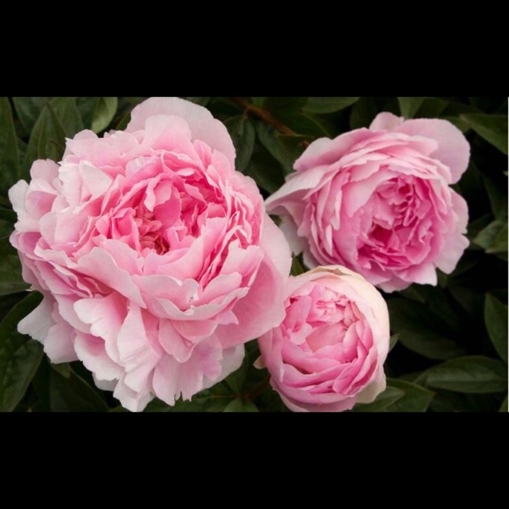 Meet your Posher, Peony